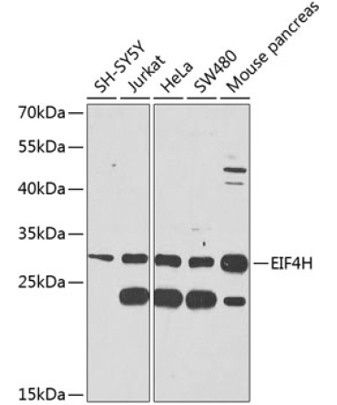 EIF4H Rabbit Polyclonal Antibody