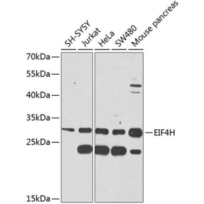EIF4H Rabbit Polyclonal Antibody