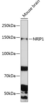NRIP1 Rabbit Polyclonal Antibody