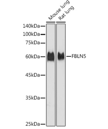 FBLN5 Rabbit Polyclonal Antibody