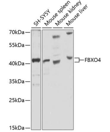 FBXO4 Rabbit Polyclonal Antibody