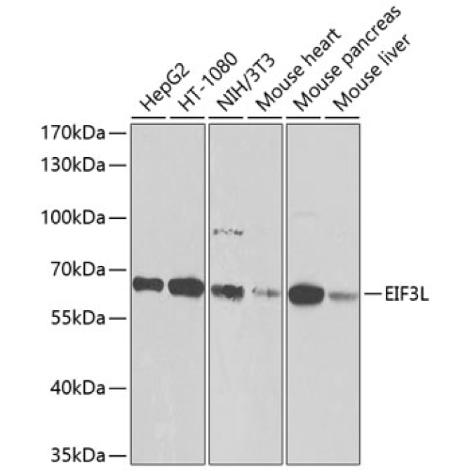 EIF3L Rabbit Polyclonal Antibody