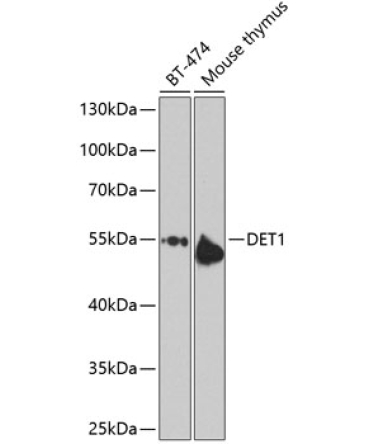 DET1 Rabbit Polyclonal Antibody