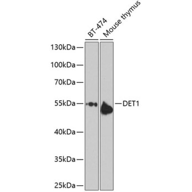 DET1 Rabbit Polyclonal Antibody