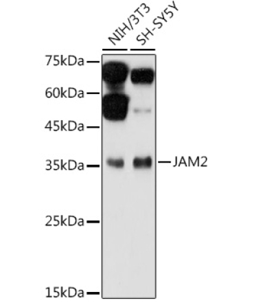 JAM2 Rabbit Polyclonal Antibody
