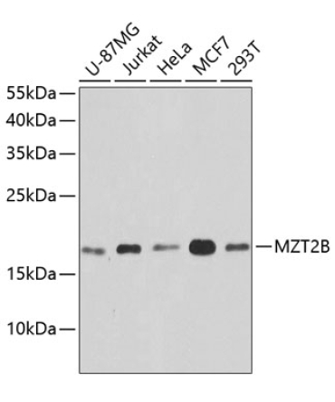 MZT2B Rabbit Polyclonal Antibody