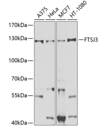 FTSJ3 Rabbit Polyclonal Antibody