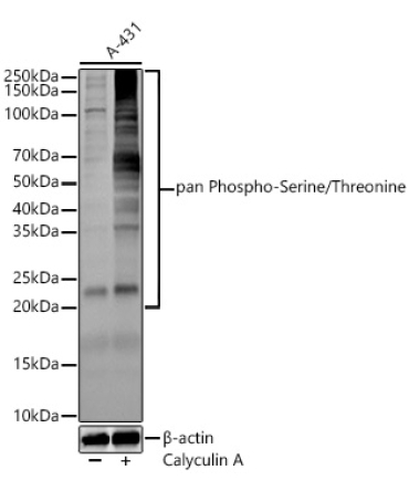 pan Phospho-Serine/Threonine Mouse Monoclonal Antibody