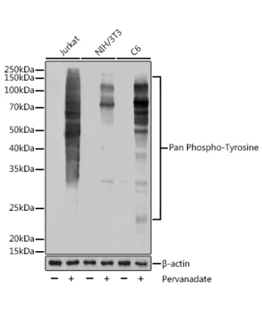 Pan Phospho-Tyrosine Rabbit Monoclonal Antibody