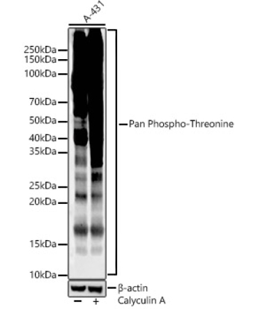 Pan Phospho-Threonine Rabbit Monoclonal Antibody