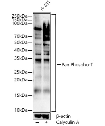 Pan Phospho-T Rabbit Polyclonal Antibody