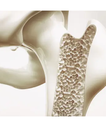 Bone Metabolism