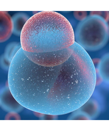 Cell Adhesion