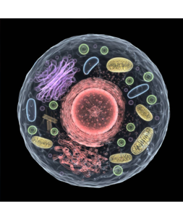 Cell Biology