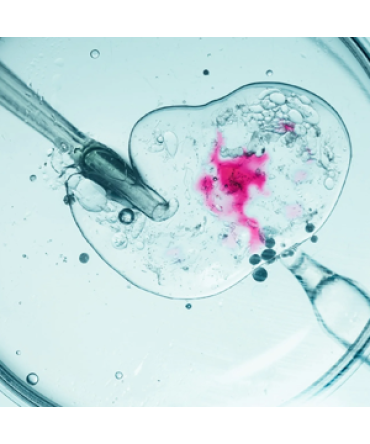 Developmental Biology