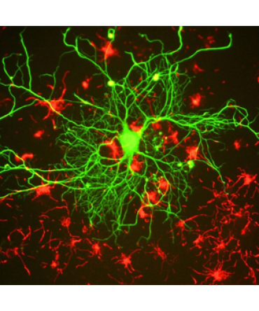 Epigenetics & Nuclear Science