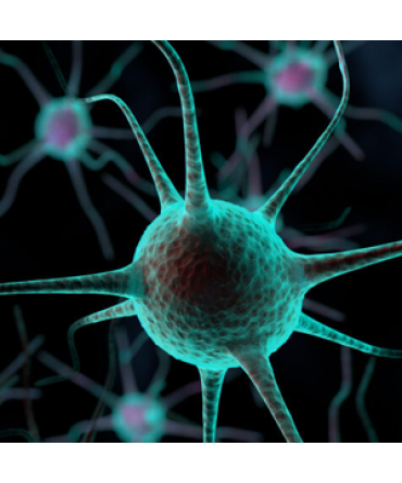 Mesenchymal Stem Cells