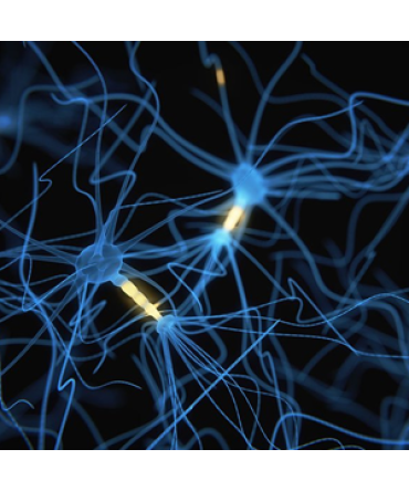Neuroscience