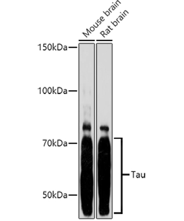 Tau Rabbit Polyclonal Antibody