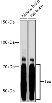 Tau Rabbit Polyclonal Antibody