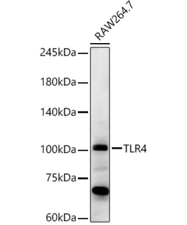 TLR4 Rabbit Polyclonal Antibody