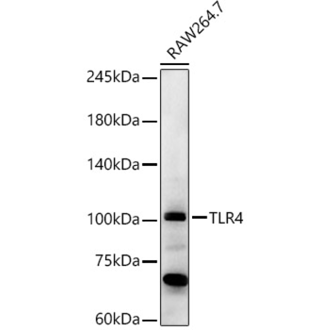 TLR4 Rabbit Polyclonal Antibody