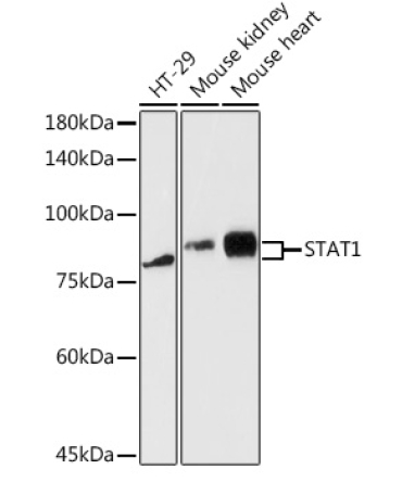 STAT1 Rabbit Polyclonal Antibody