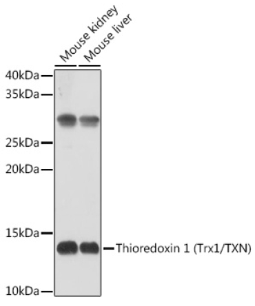 Thioredoxin 1 (Trx1/TXN) Rabbit Polyclonal Antibody