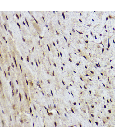 RANBP3 Rabbit Monoclonal Antibody