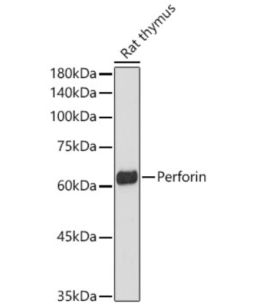 Perforin Rabbit Polyclonal Antibody