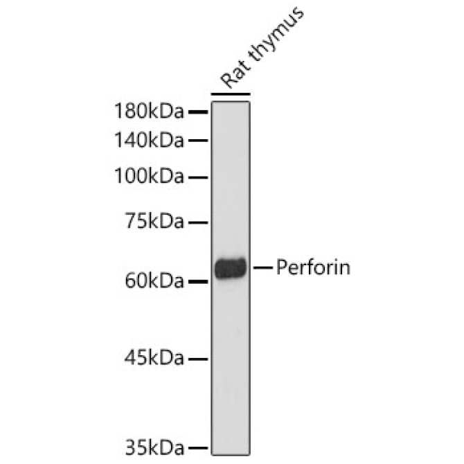 Perforin Rabbit Polyclonal Antibody