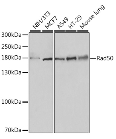 Rad50 Rabbit Polyclonal Antibody
