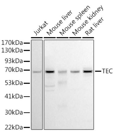 Tec Rabbit Polyclonal Antibody
