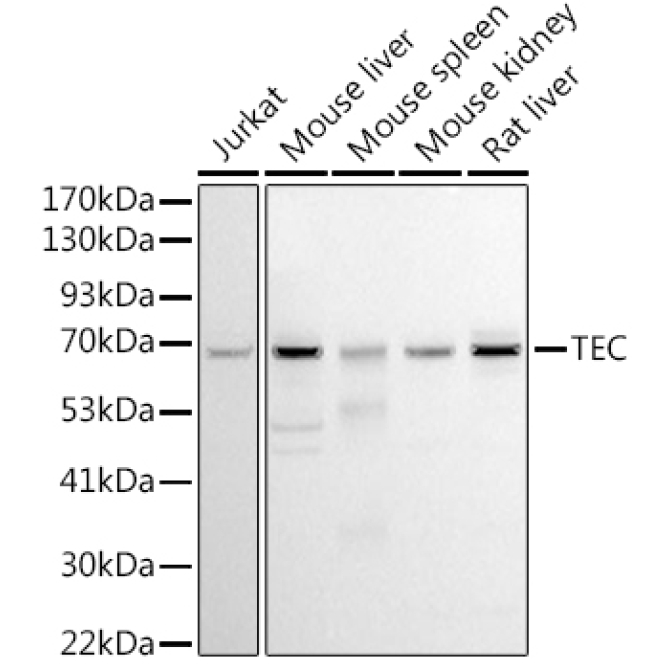 Tec Rabbit Polyclonal Antibody