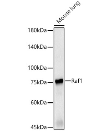 Raf1 Rabbit Polyclonal Antibody