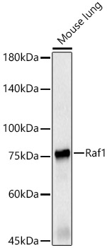 Raf1 Rabbit Polyclonal Antibody