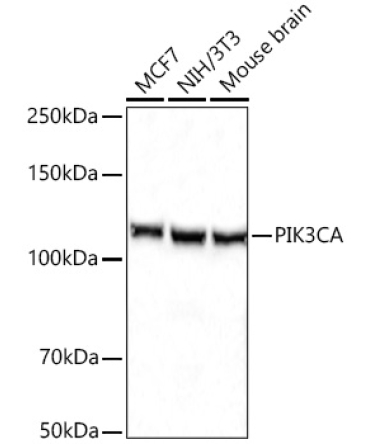 PIK3CA Rabbit Polyclonal Antibody