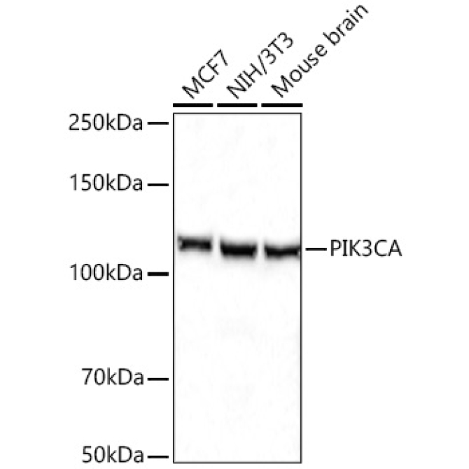 PIK3CA Rabbit Polyclonal Antibody