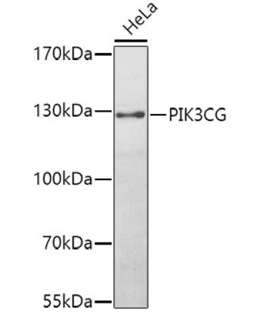 PIK3CG Rabbit Polyclonal Antibody