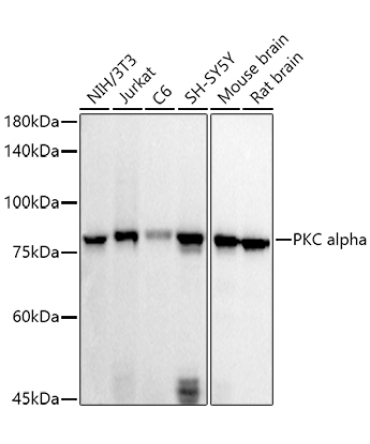 PKC alpha Rabbit Polyclonal Antibody
