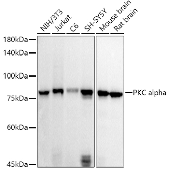 PKC alpha Rabbit Polyclonal Antibody