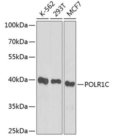 POLR1C Rabbit Polyclonal Antibody