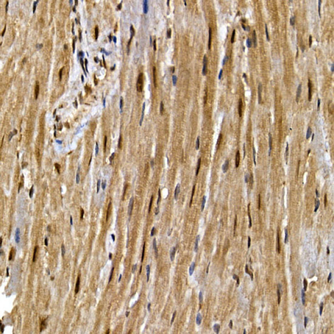 PPARGamma Rabbit Polyclonal Antibody