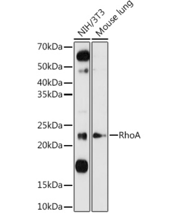 RhoA Rabbit Polyclonal Antibody
