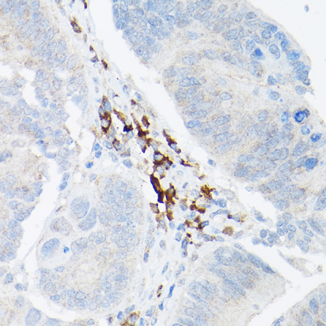 TNF-Alpha Rabbit Polyclonal Antibody
