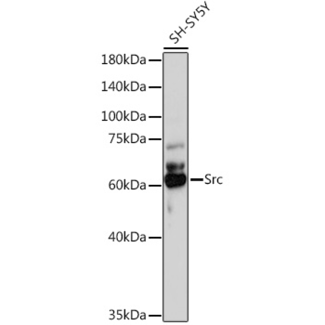 Src Rabbit Polyclonal Antibody