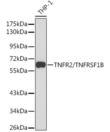 TNFR2/TNFRSF1B Rabbit Polyclonal Antibody