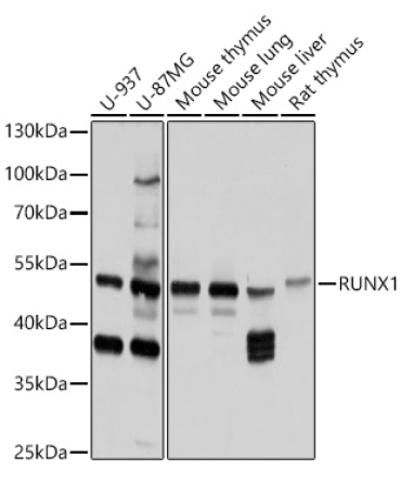 RUNX1 Rabbit Polyclonal Antibody