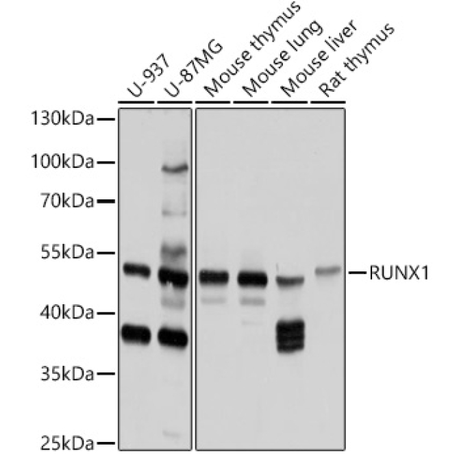 RUNX1 Rabbit Polyclonal Antibody