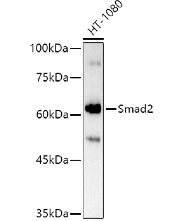 Smad2 Rabbit Polyclonal Antibody